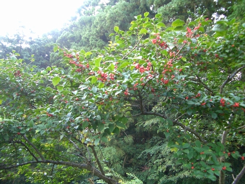 d0069498_17455884.jpg
