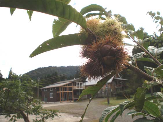 a0061599_813457.jpg