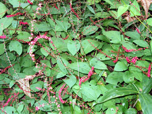 c0068639_20265734.jpg