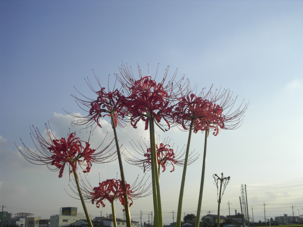 a0054043_9492548.jpg