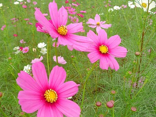 f0148244_17505170.jpg