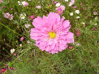 f0148244_1757547.jpg