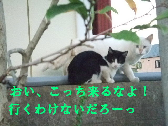 e0121548_20251229.jpg