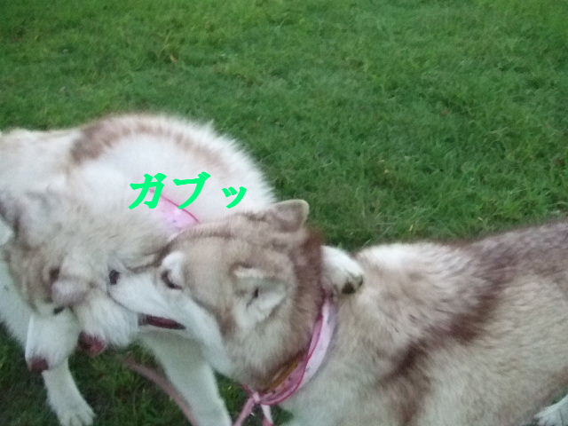 e0121548_2031861.jpg