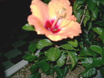 a0085663_8265979.jpg