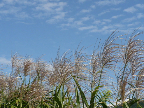 a0063364_13265048.jpg