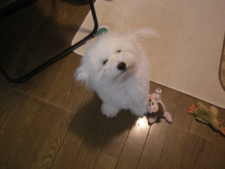 b0060071_17147.gif