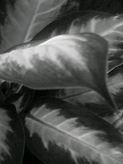 f0100480_17392057.jpg