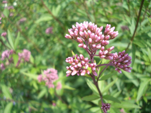 c0120591_23324558.jpg