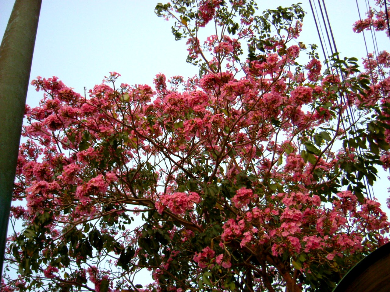 e0118096_7592342.jpg