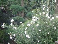 b0114403_12465951.jpg