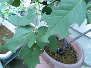 e0098908_21352467.jpg