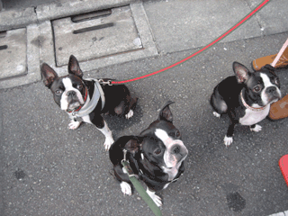 e0080117_19555797.gif