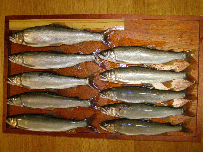 f0103126_8353329.jpg