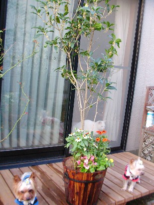 f0002833_14464921.jpg