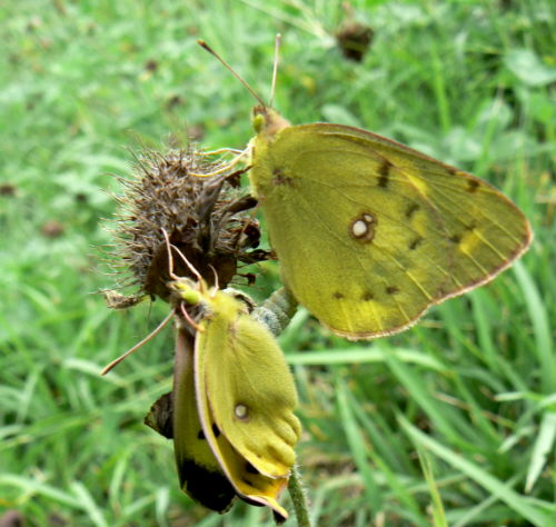 d0091754_101250.jpg