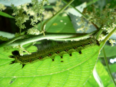 d0091754_20221481.jpg