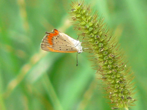 d0091754_5395530.jpg