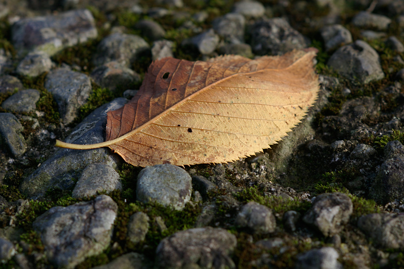 d0100156_1928744.jpg