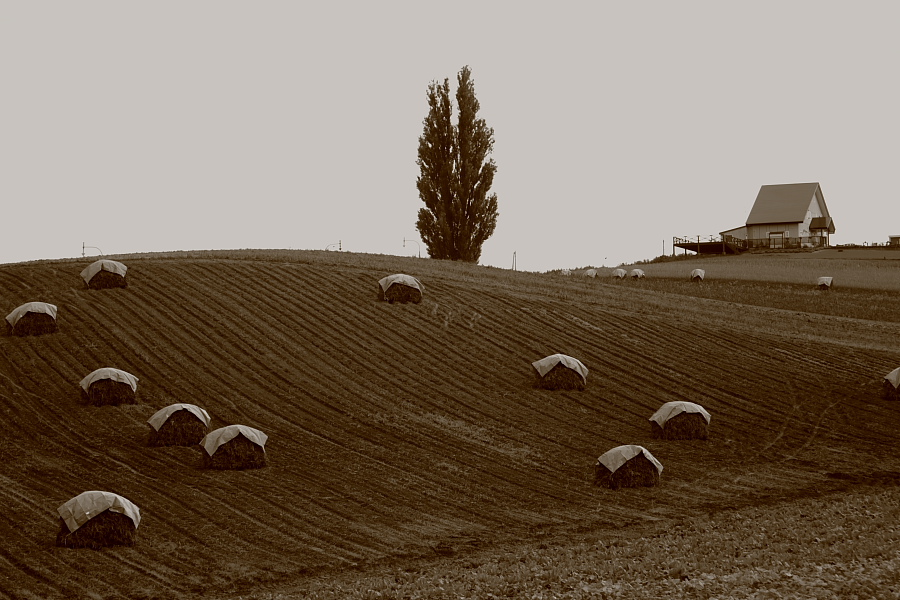 a0049978_15161782.jpg