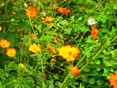 c0078480_2349996.jpg