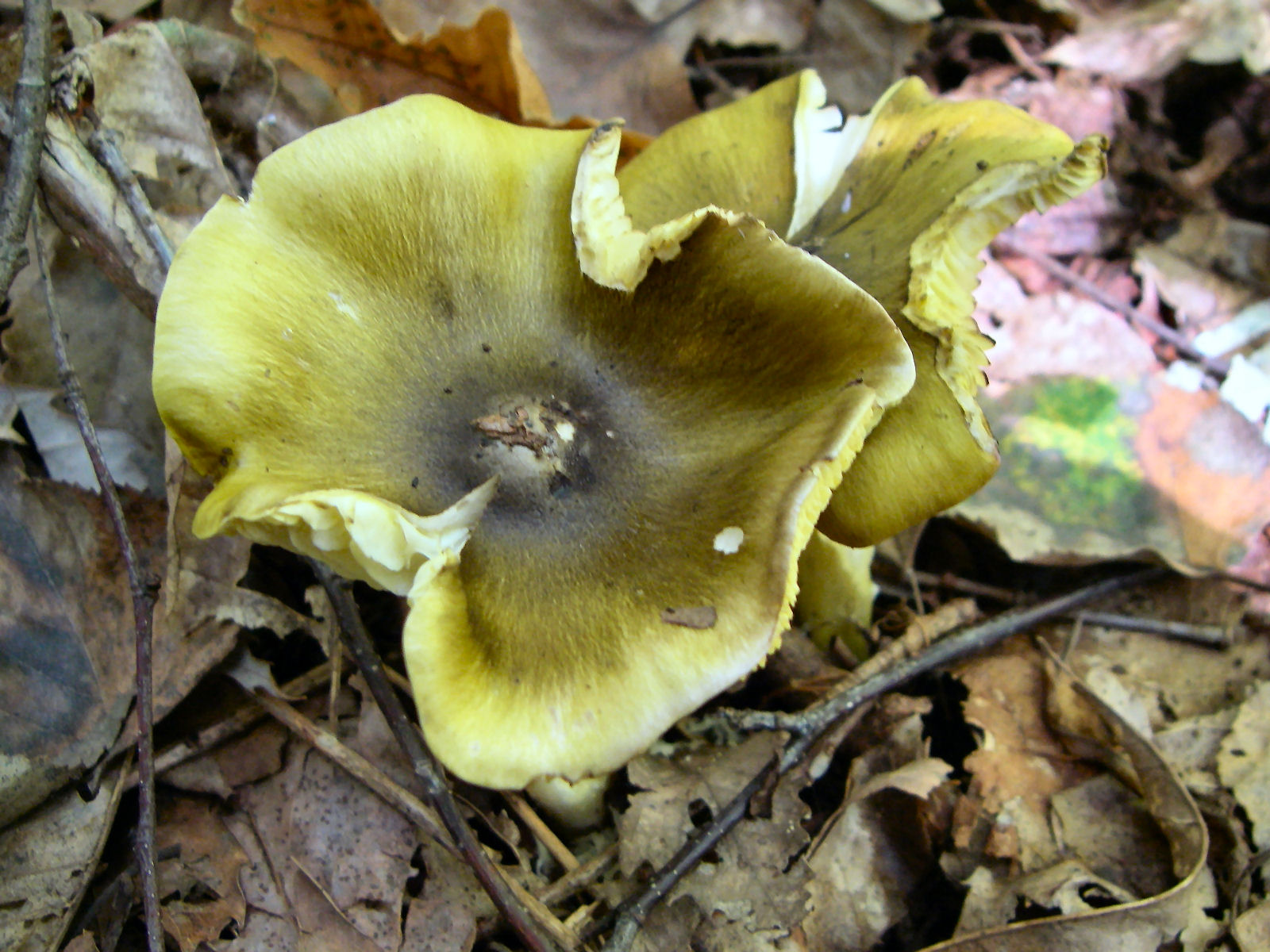 a0066081_21302636.jpg