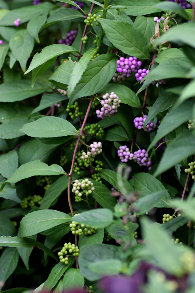a0083081_16114163.jpg