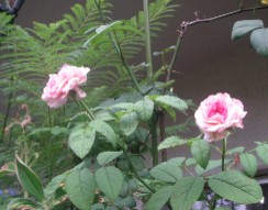c0108693_1533976.jpg