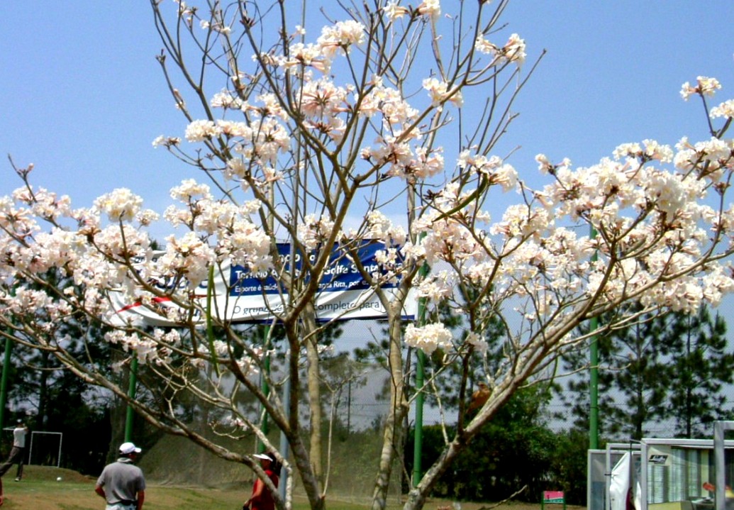 e0118096_5393462.jpg