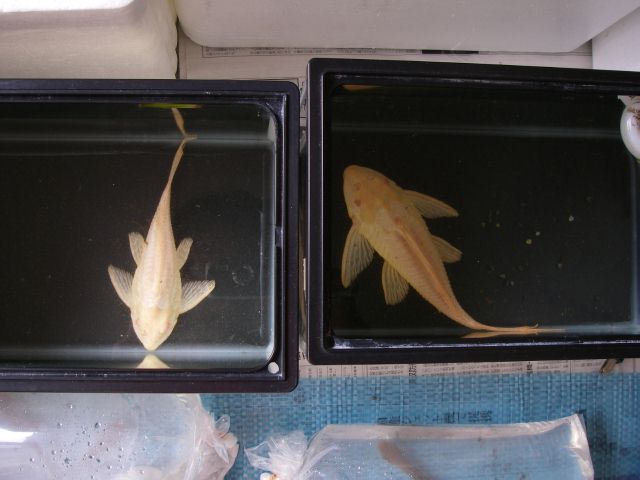 e0010301_16352813.jpg