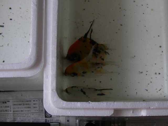 e0010301_16361841.jpg