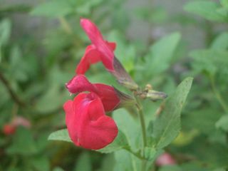 b0061107_1513575.jpg