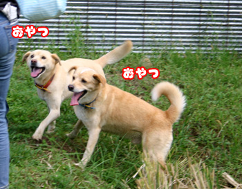 a0041108_2116516.jpg
