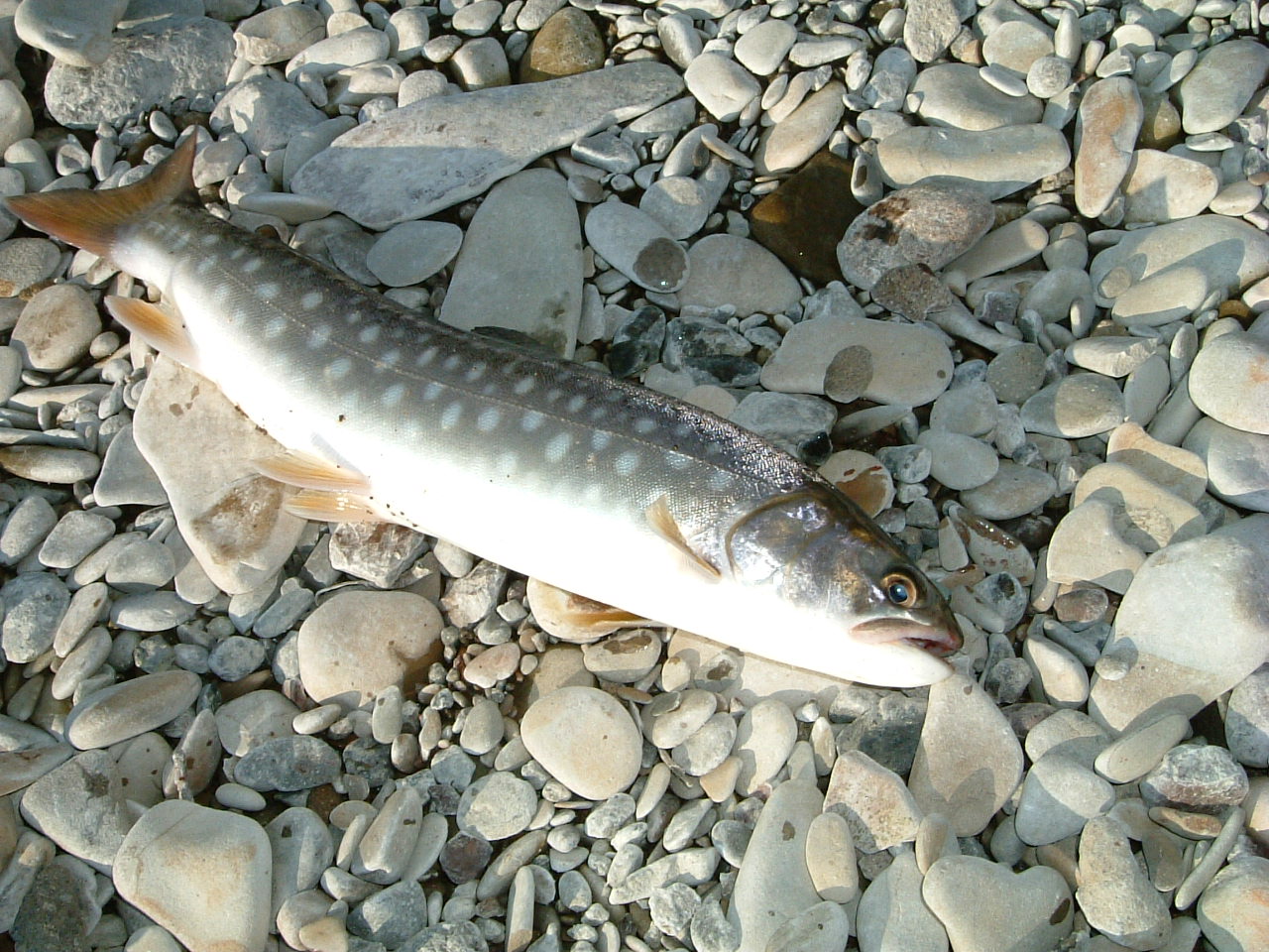 f0153018_15315255.jpg