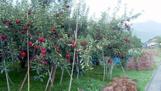 d0066822_84253100.jpg