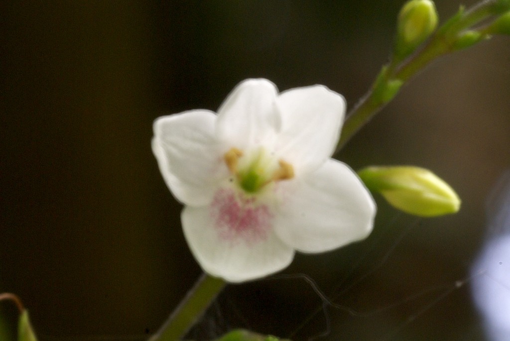 d0053930_1157599.jpg