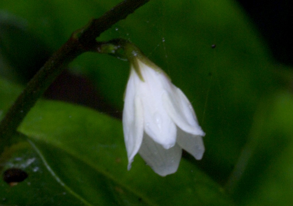 d0053930_79513.jpg