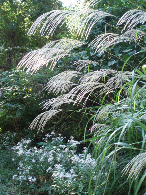 c0035931_13503844.jpg