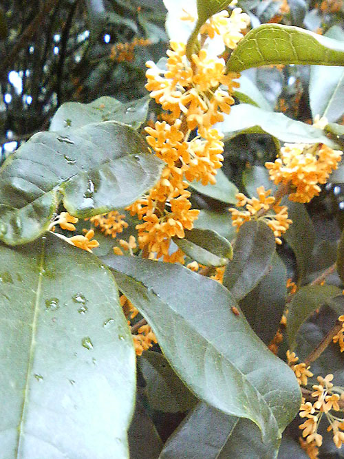 e0044635_22165849.jpg