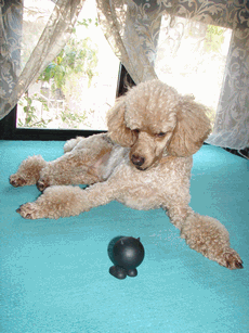 c0136736_14535959.gif