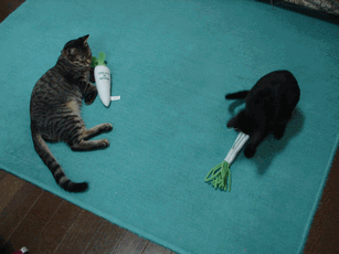 c0136736_1512287.gif