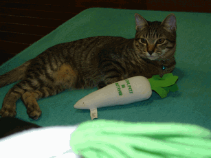 c0136736_151441100.gif