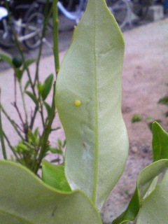 f0088647_11354418.jpg