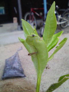 f0088647_11361150.jpg