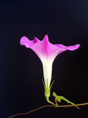 e0005548_330412.gif