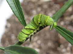e0005548_3403460.jpg