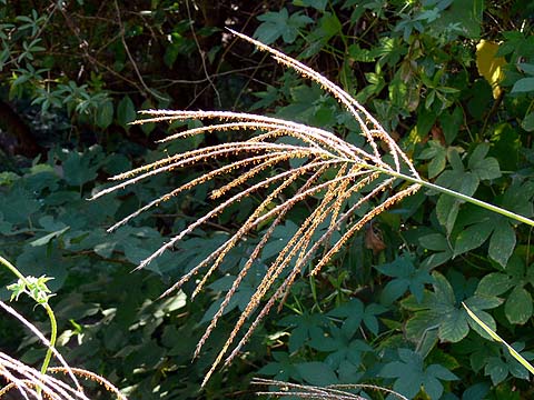 e0050753_18243485.jpg