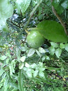 f0126060_2351131.jpg