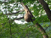 b0004675_177239.jpg