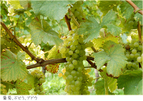 a0034198_20254611.jpg